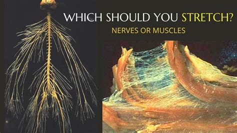 Can You Stretch a Nerve? Exploring the Elasticity of Human Sensation