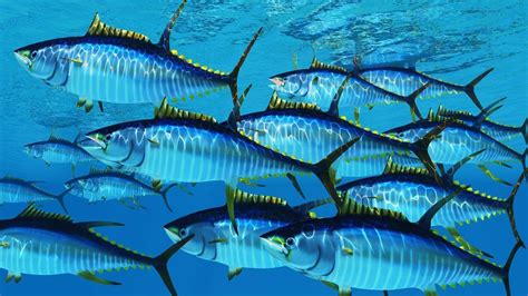 Do Tuna Swim in Schools? Exploring the Mysteries of Marine Life and Beyond