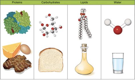 Does Protein Contain Phosphorus? Exploring the Molecular Mysteries of Nutrition