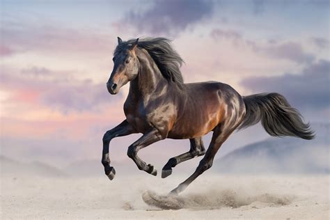 How Do Horses Get Protein: A Gallop Through Nutritional Mysteries