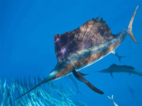 How Fast Can Sailfish Swim: A Dive into the Ocean's Speedsters and Their Mysterious Kin