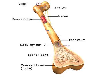 The Medullary Canal Contains __ Bone Marrow, Which Is Made of Fat Cells.