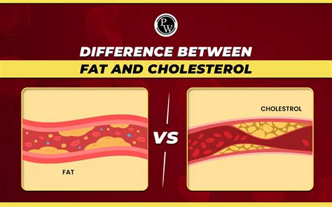 What's the Difference Between Fat and Chubby? And Why Do We Care About Labels Anyway?